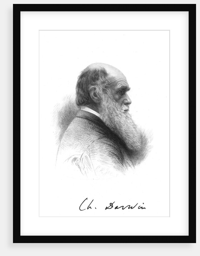 Charles Darwin, English naturalist, c1880 by Unknown