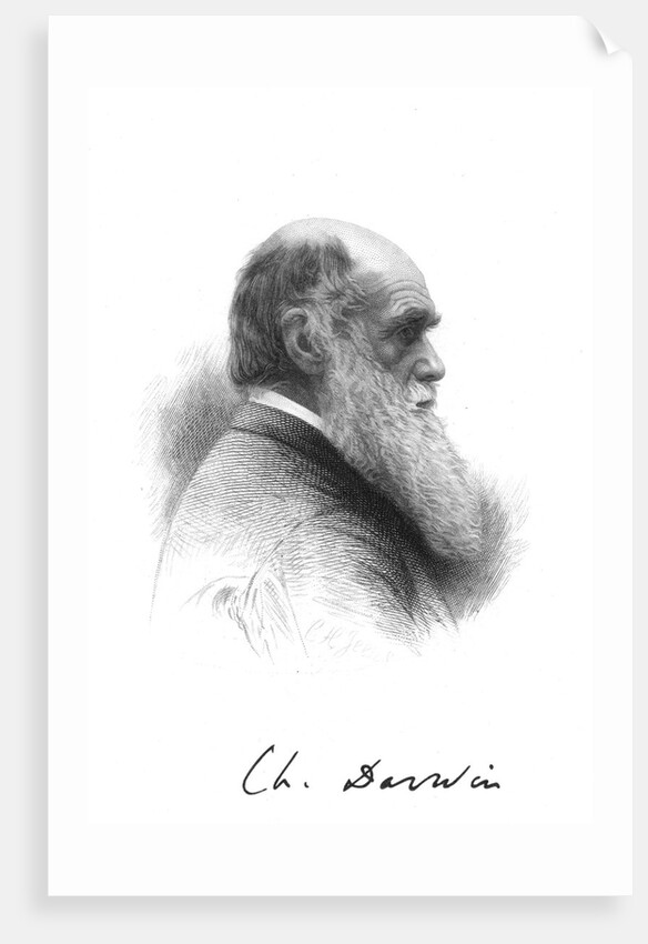 Charles Darwin, English naturalist, c1880 by Unknown
