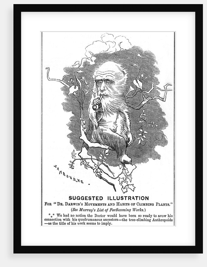 Charles Darwin, English naturalist, 1875 by Edward Linley Sambourne