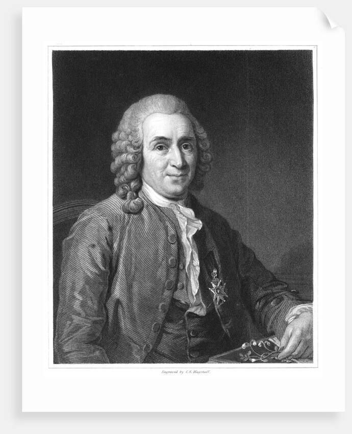 Carolus Linnaeus, 18th century Swedish naturalist, 1835 by Unknown