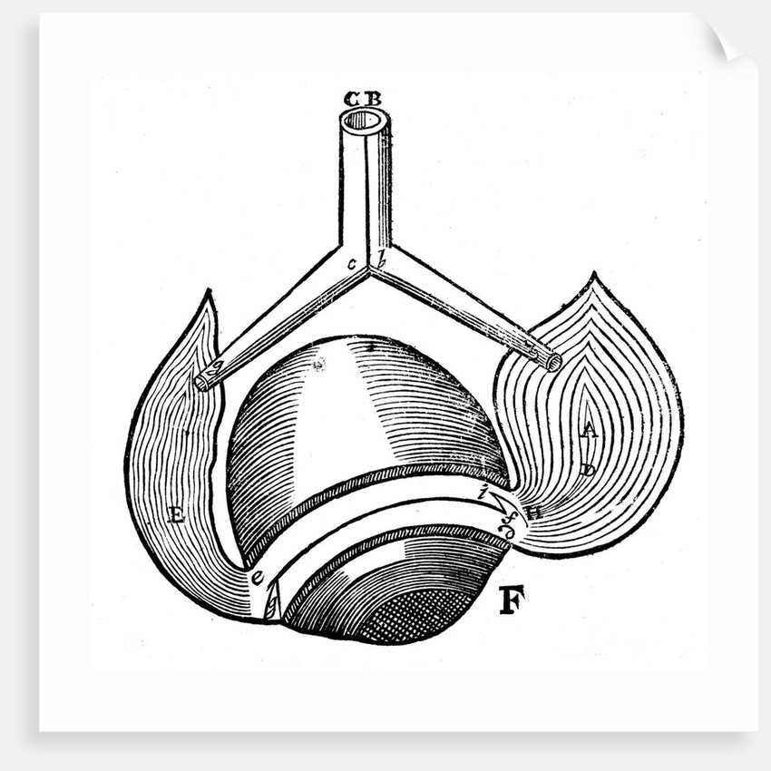 Descartes' representation of the antagonistic eye muscles, 1692 by Unknown