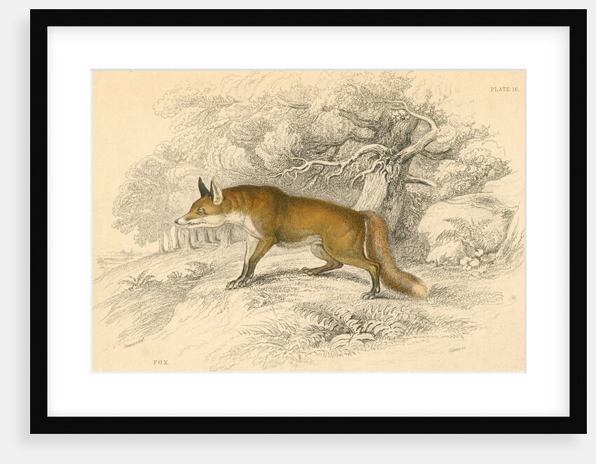 Common or red fox (Vulpes vulpes), 1828 by Unknown