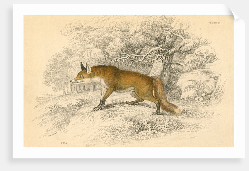 Common or red fox (Vulpes vulpes), 1828 by Unknown
