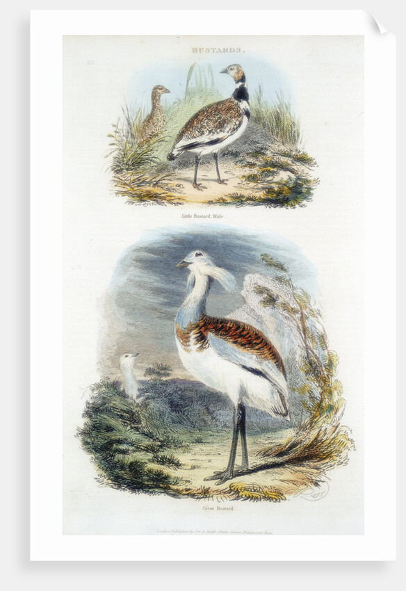 Bustards, 1835 by Unknown