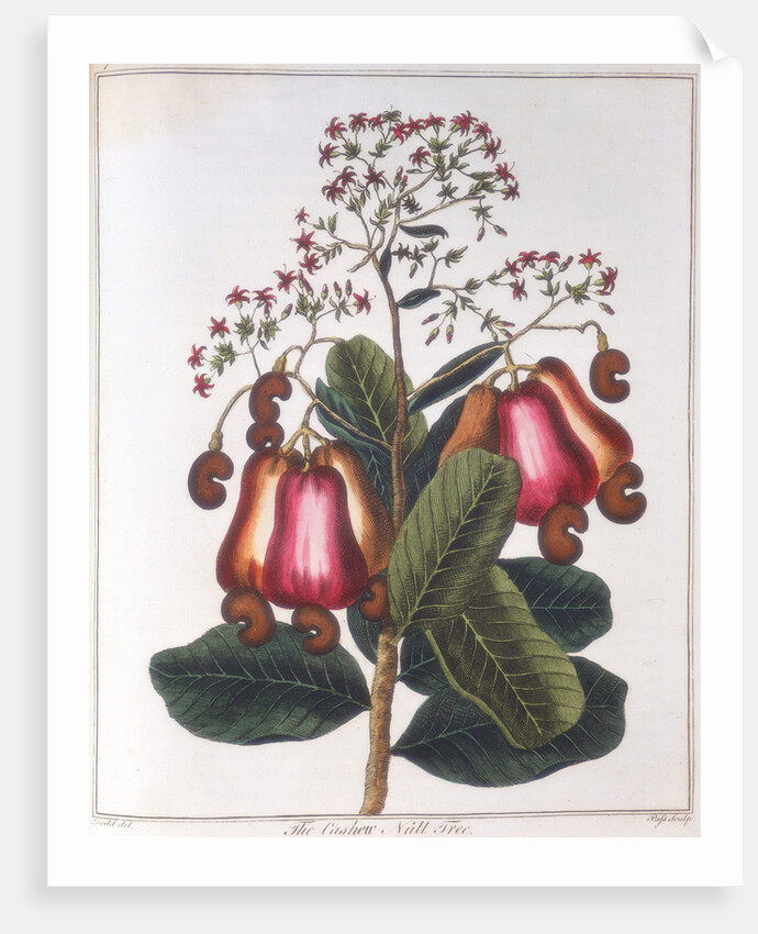 Cashew nut - Anacardium occidentale, c1798 by Unknown