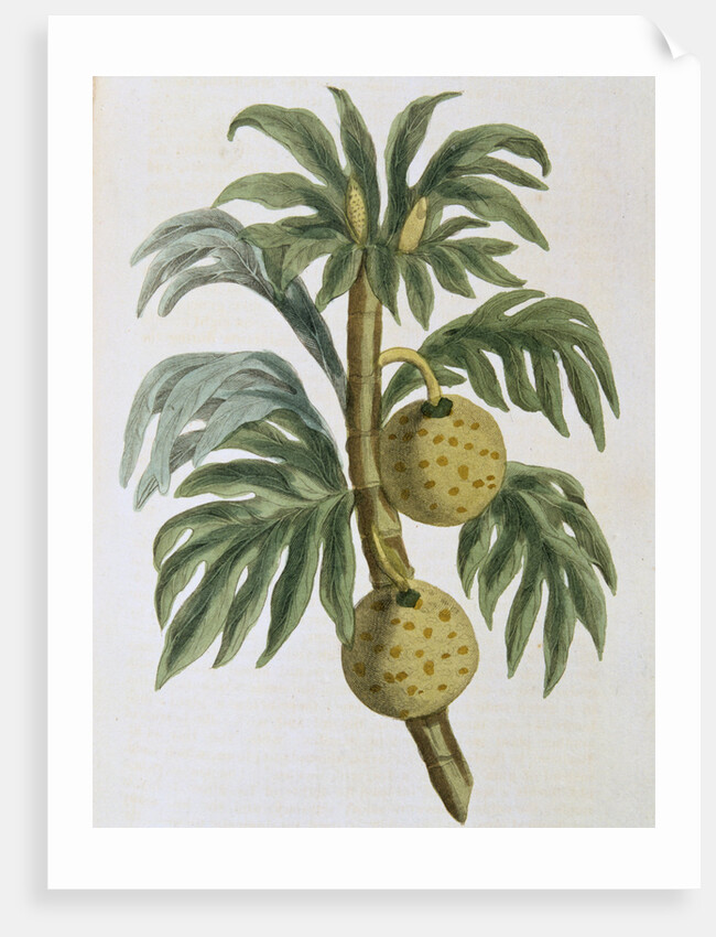 Breadfuit (Artocarpus incisus), 1823 by Unknown