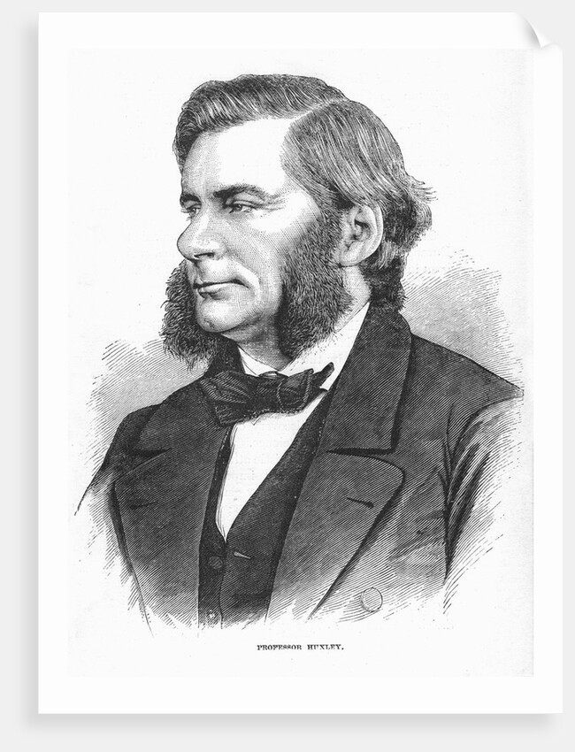 Thomas Henry Huxley, British biologist, c1860s by Unknown