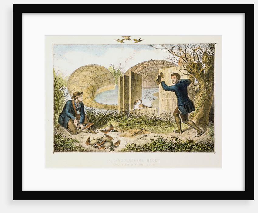Lincolnshire Duck Decoy, c1845 by Unknown