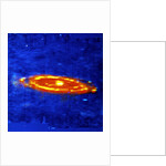 Andromeda Galaxy by Unknown