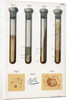 Various types of bacteria, 1889 by Unknown