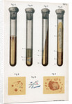 Various types of bacteria, 1889 by Unknown