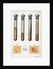 Various types of bacteria, 1889 by Unknown