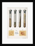 Various types of bacteria, 1889 by Unknown