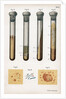 Various types of bacteria, 1889 by Unknown