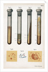 Various types of bacteria, 1889 by Unknown