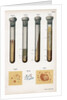 Various types of bacteria, 1889 by Unknown