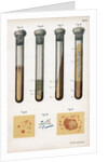 Various types of bacteria, 1889 by Unknown