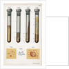 Various types of bacteria, 1889 by Unknown