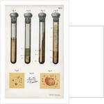 Various types of bacteria, 1889 by Unknown