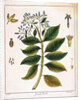 Cinchona (Jesuit's or Peruvian Bark) 1795 by Unknown