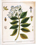 Cinchona (Jesuit's or Peruvian Bark) 1795 by Unknown