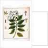 Cinchona (Jesuit's or Peruvian Bark) 1795 by Unknown