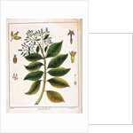 Cinchona (Jesuit's or Peruvian Bark) 1795 by Unknown