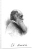 Charles Darwin, English naturalist, c1880 by Unknown