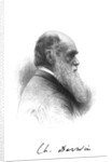 Charles Darwin, English naturalist, c1880 by Unknown