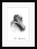 Charles Darwin, English naturalist, c1880 by Unknown