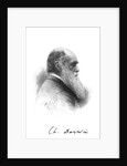 Charles Darwin, English naturalist, c1880 by Unknown