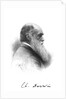 Charles Darwin, English naturalist, c1880 by Unknown