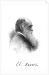 Charles Darwin, English naturalist, c1880 by Unknown