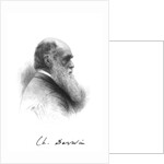 Charles Darwin, English naturalist, c1880 by Unknown