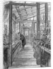 Charles Darwin (1809-1882), English naturalist, in his greenhouse by Unknown
