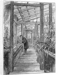 Charles Darwin (1809-1882), English naturalist, in his greenhouse by Unknown