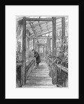 Charles Darwin (1809-1882), English naturalist, in his greenhouse by Unknown