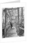 Charles Darwin (1809-1882), English naturalist, in his greenhouse by Unknown
