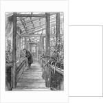 Charles Darwin (1809-1882), English naturalist, in his greenhouse by Unknown
