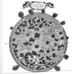 Christopher Scheiner's illustration of his idea of the surface of the sun, 1635 by Unknown