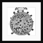 Christopher Scheiner's illustration of his idea of the surface of the sun, 1635 by Unknown