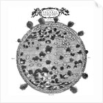 Christopher Scheiner's illustration of his idea of the surface of the sun, 1635 by Unknown