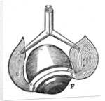 Descartes' representation of the antagonistic eye muscles, 1692 by Unknown