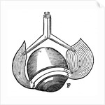 Descartes' representation of the antagonistic eye muscles, 1692 by Unknown