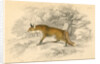 Common or red fox (Vulpes vulpes), 1828 by Unknown