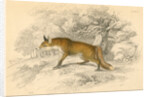 Common or red fox (Vulpes vulpes), 1828 by Unknown