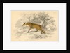 Common or red fox (Vulpes vulpes), 1828 by Unknown