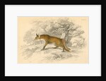Common or red fox (Vulpes vulpes), 1828 by Unknown