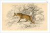 Common or red fox (Vulpes vulpes), 1828 by Unknown