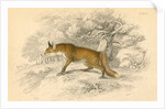 Common or red fox (Vulpes vulpes), 1828 by Unknown